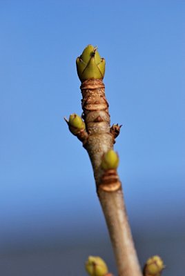 Acer pseudoplatanus 'Brillantissimum' - javor klen - zimní pupen
